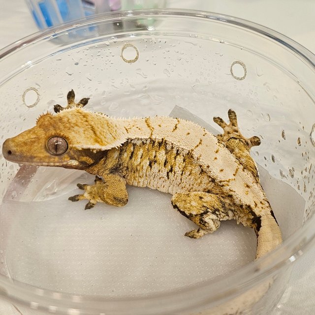 노멀 트라이 익스트림할리퀸 드리피 화이트스팟