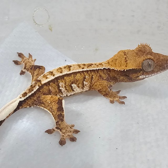 트라이 익스트림할리퀸