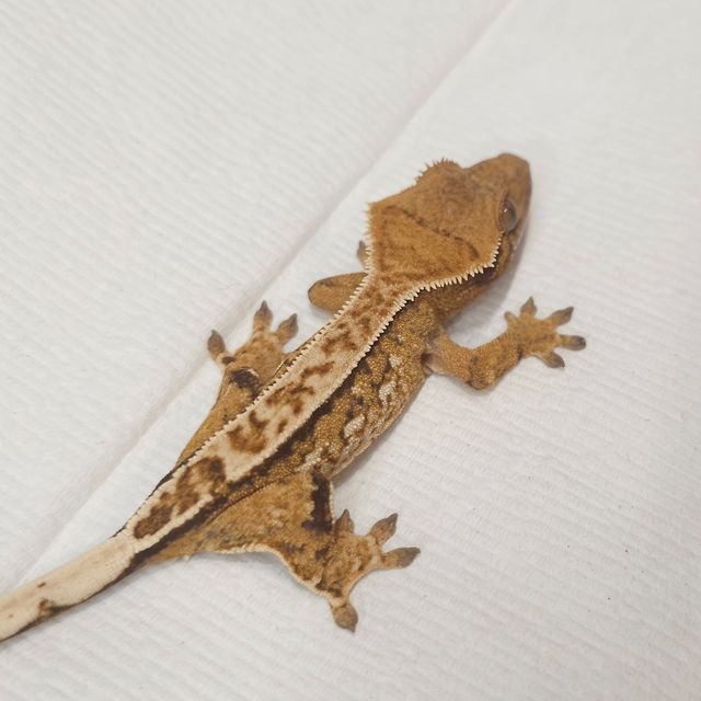 노멀 핀스트라이프 트라이
