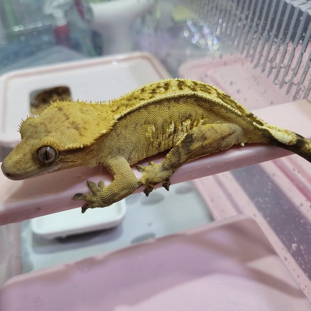 크림시클