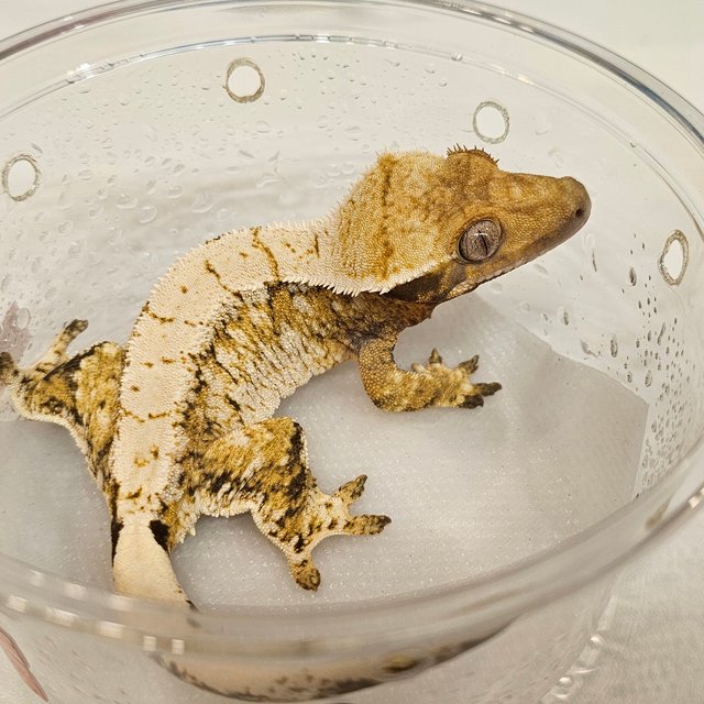 노멀 트라이 익스트림할리퀸 드리피 화이트스팟