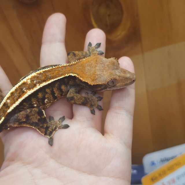 카푸치노