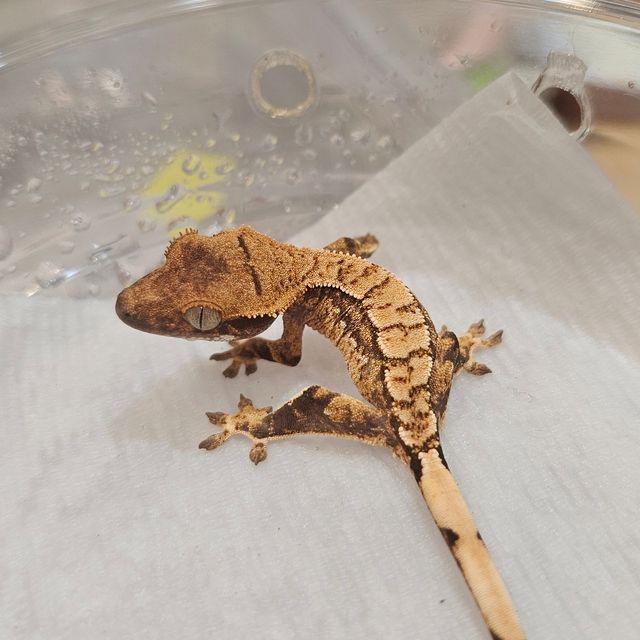 Extreme Harlequin Tri Normal