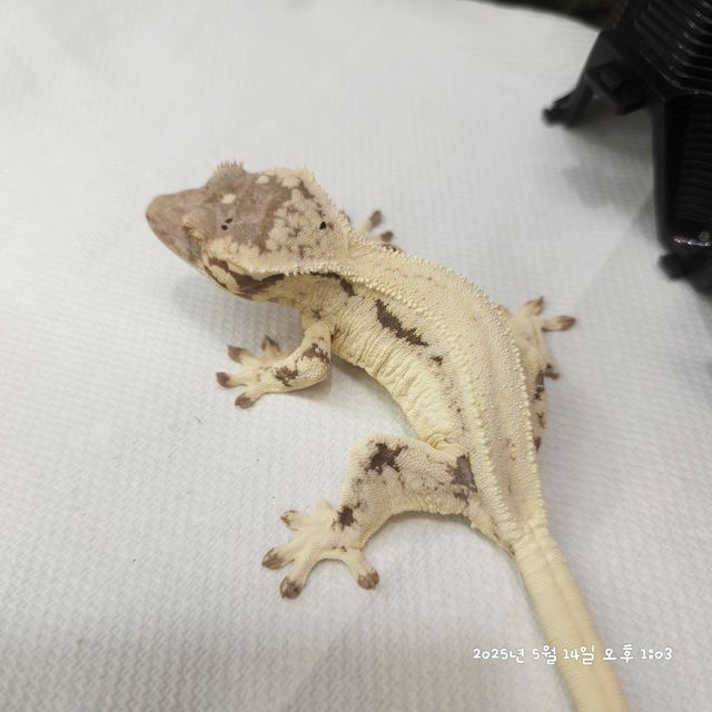프라푸치노