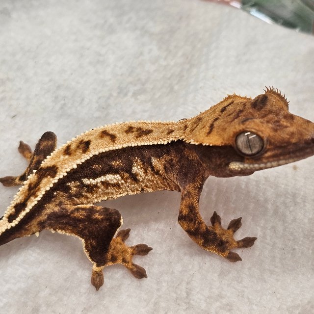 노멀 쿼드 핀스트라이프