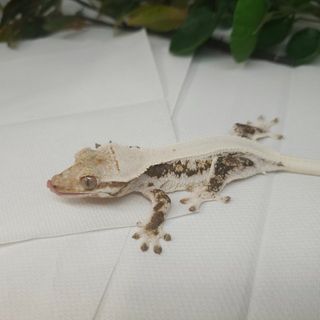 릴리화이트 솔리드백