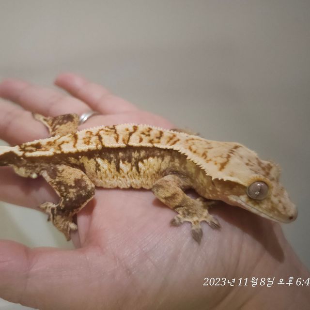 노멀 트라이 익스트림할리퀸