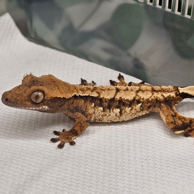 노멀 트라이 익스트림할리퀸