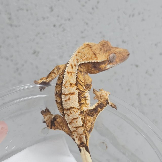 Extreme Harlequin Tri Normal