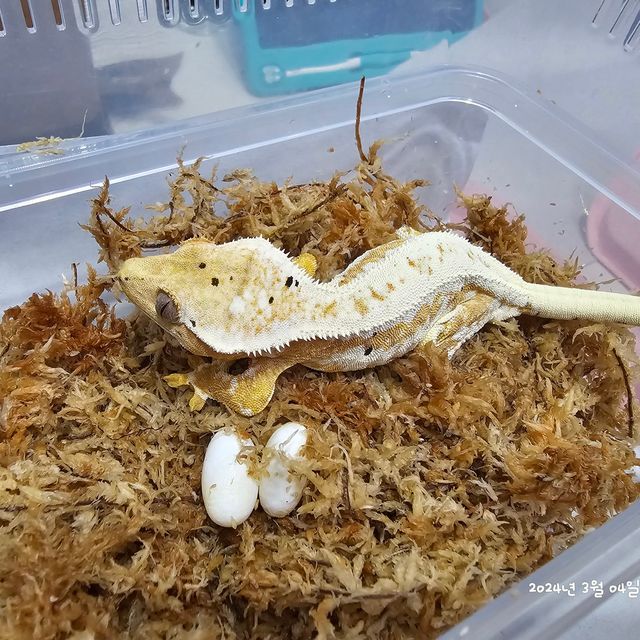 크림 릴리화이트