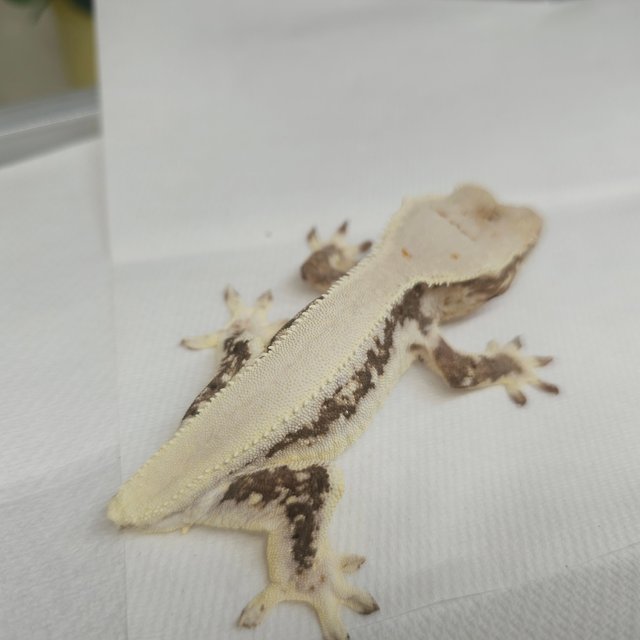 릴리화이트 솔리드백