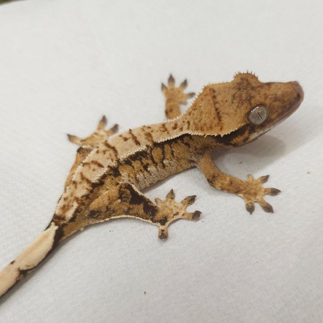 Tri Extreme Harlequin Normal