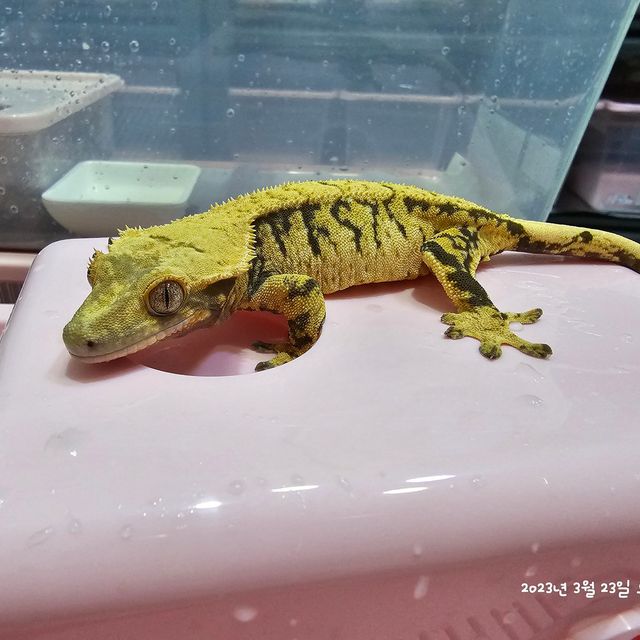 Extreme Harlequin
