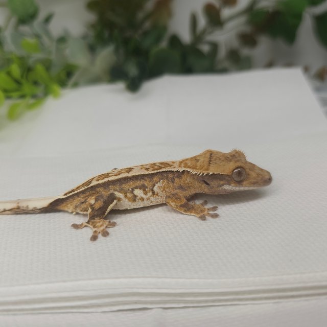 노멀 풀핀 트라이