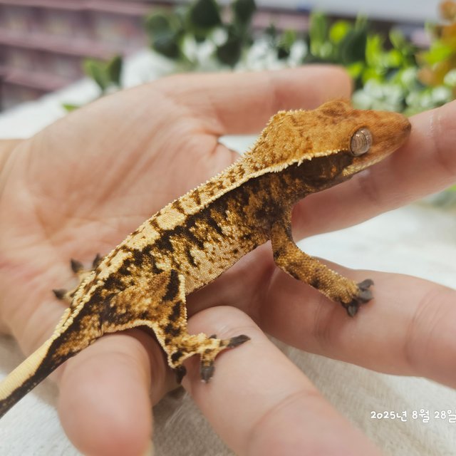 노멀 트라이 익스트림할리퀸