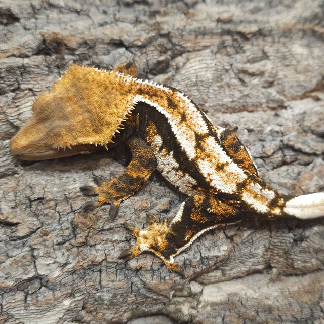Tri Normal Extreme Harlequin Lazy
