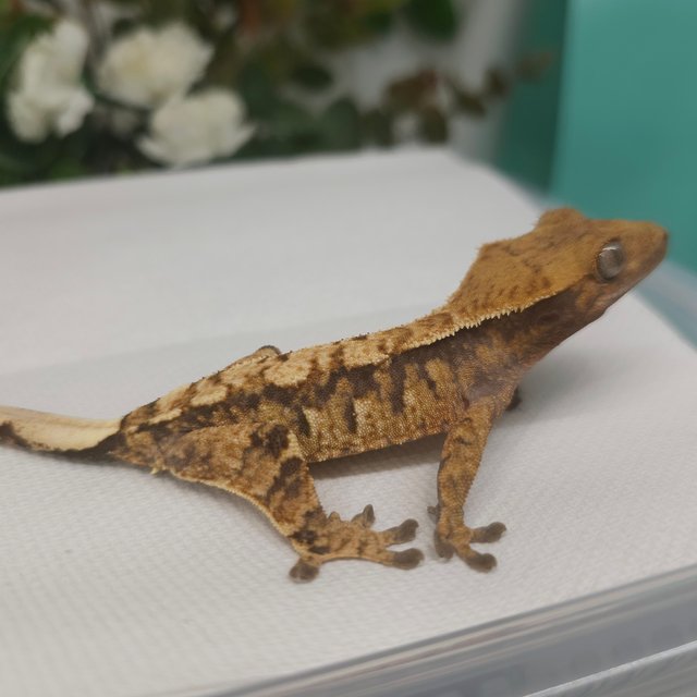 노멀 트라이 익스트림할리퀸