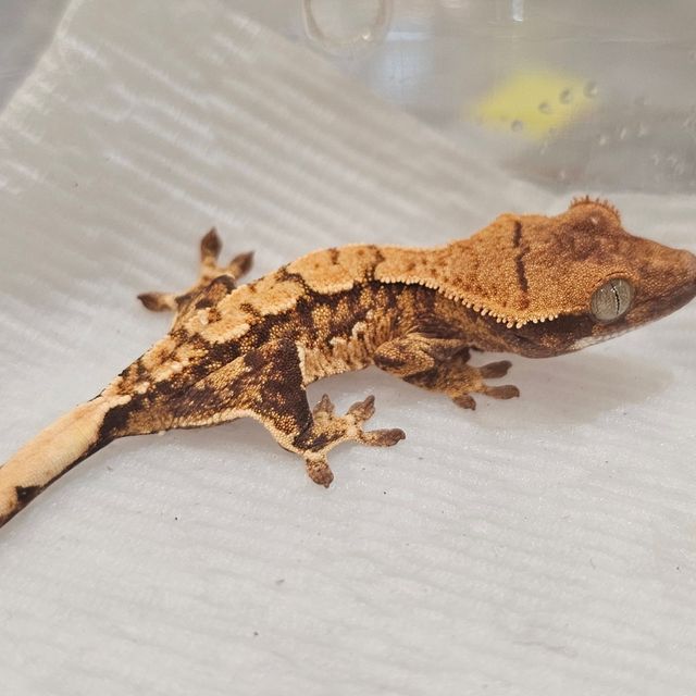 Extreme Harlequin Tri Normal