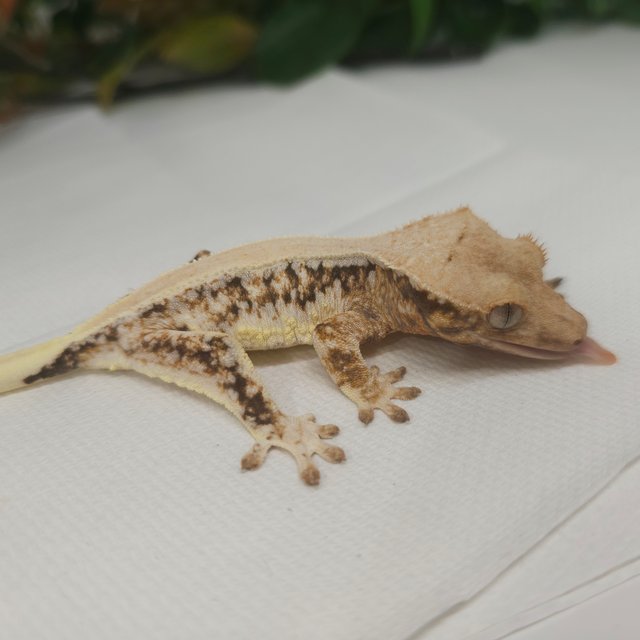 릴리화이트 솔리드백