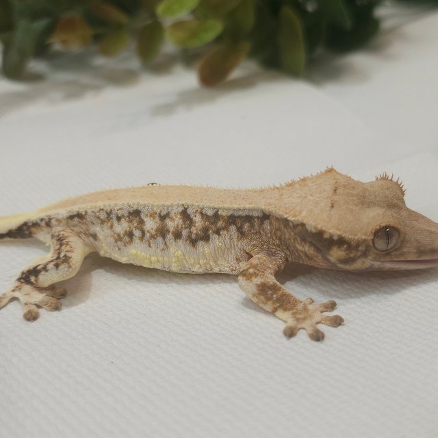 릴리화이트 솔리드백