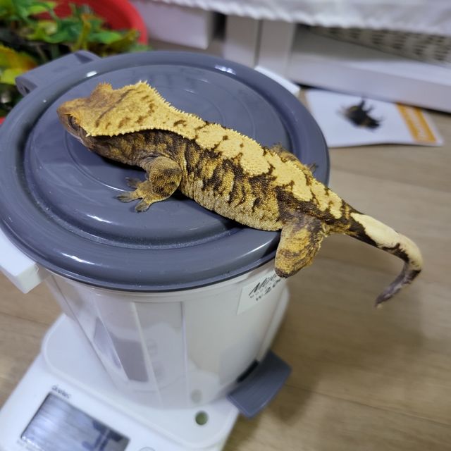익스트림할리퀸