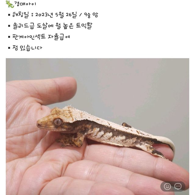 노멀 트라이 익스트림할리퀸