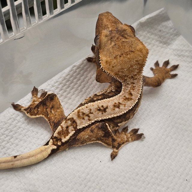 노멀 핀스트라이프 트라이