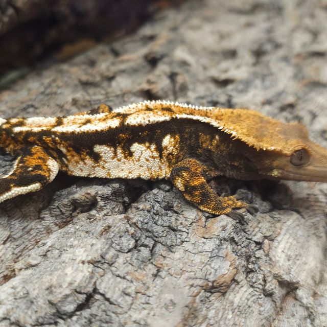 Tri Normal Extreme Harlequin Lazy