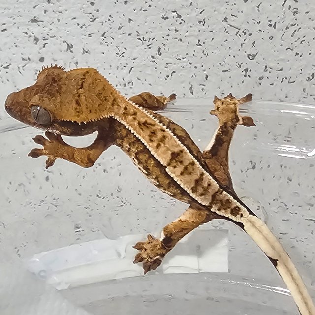 트라이 익스트림할리퀸