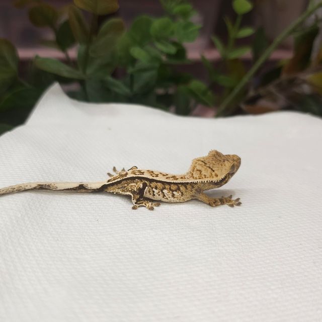 노멀 트라이 핀스트라이프