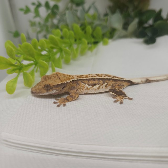 노멀 풀핀 트라이