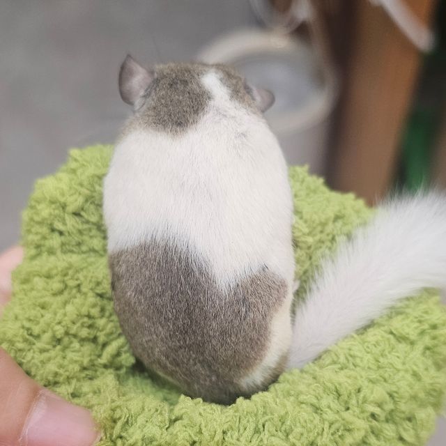 오레오