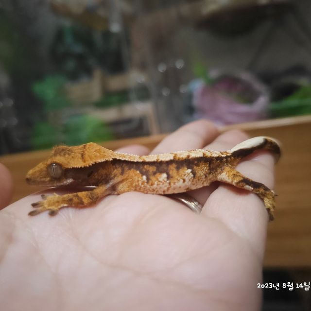 노멀 트라이 익스트림할리퀸 레이지