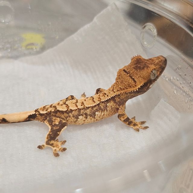 Extreme Harlequin Tri Normal