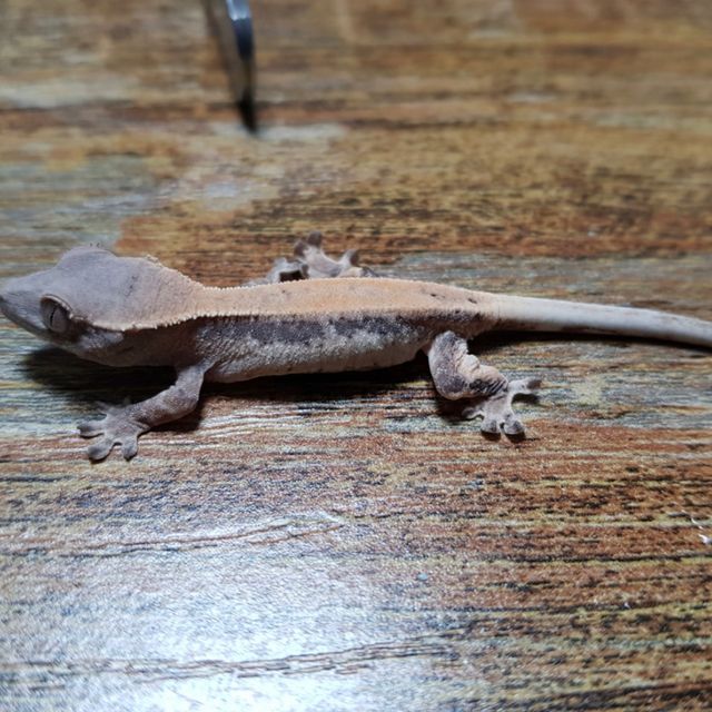 세이블