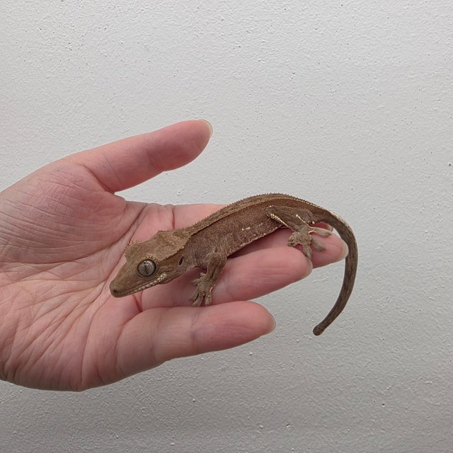 레드 바이 화이트포트홀