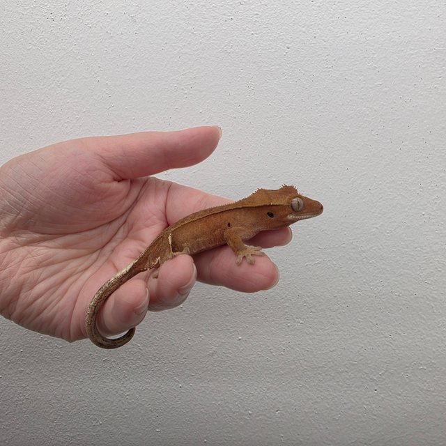 레드 바이 화이트포트홀