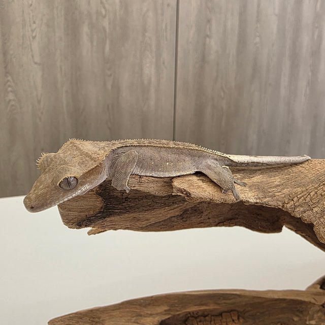 레드 바이 화이트포트홀