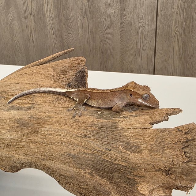 레드 바이 화이트포트홀