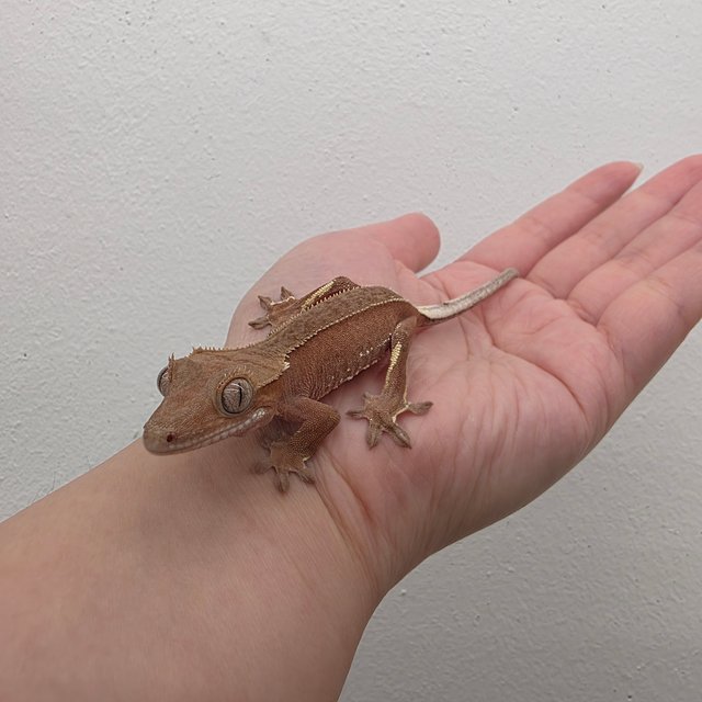 레드 바이 화이트포트홀