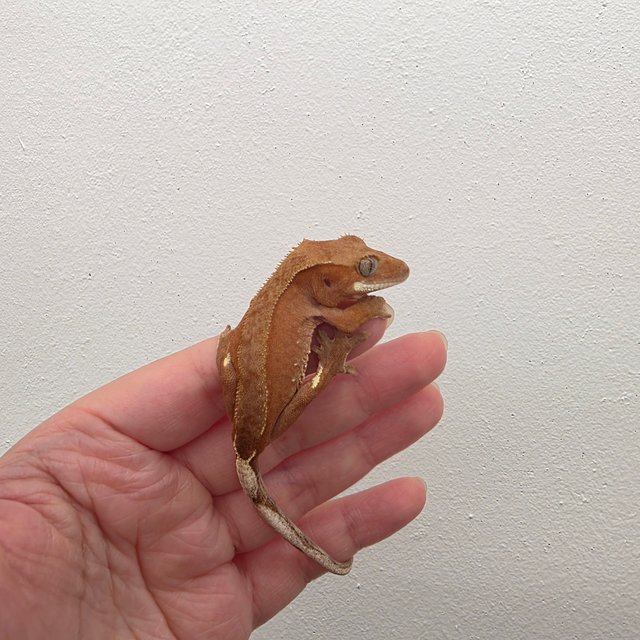 레드 바이 화이트포트홀