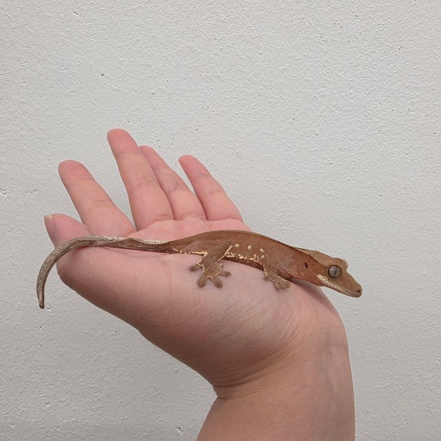 레드 바이 화이트포트홀