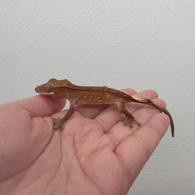 레드 바이 화이트포트홀