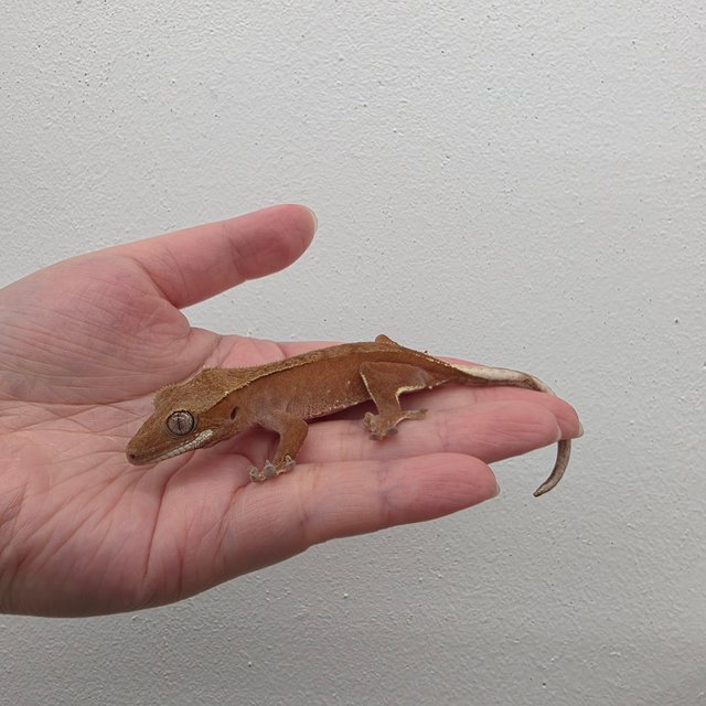 레드 바이 화이트포트홀