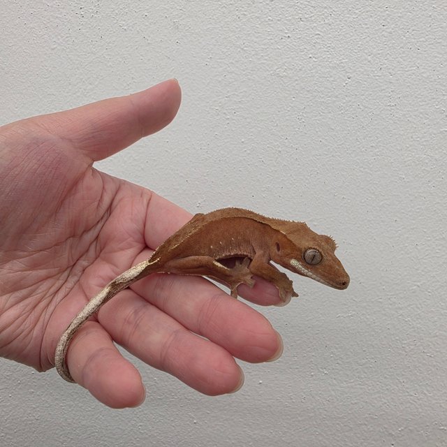 레드 바이 화이트포트홀