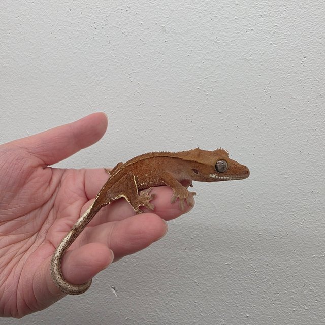 레드 바이 화이트포트홀