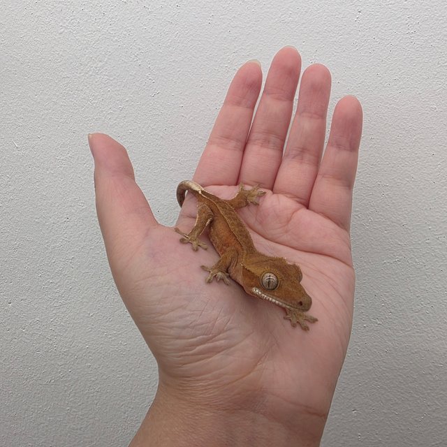 레드 바이 화이트포트홀