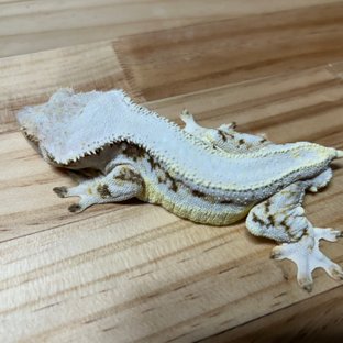 릴리화이트 솔리드백