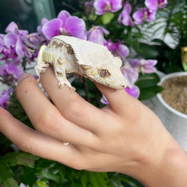 릴리화이트 솔리드백