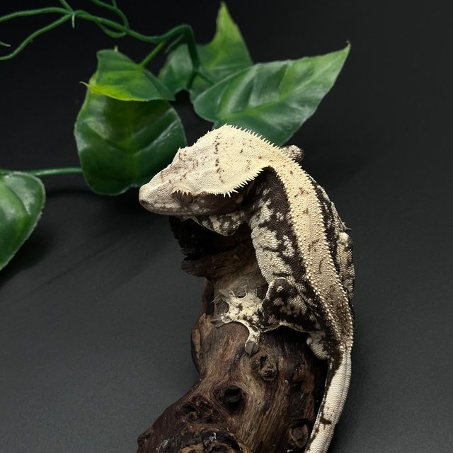 노멀 화이트스팟 화이트핀 풀핀